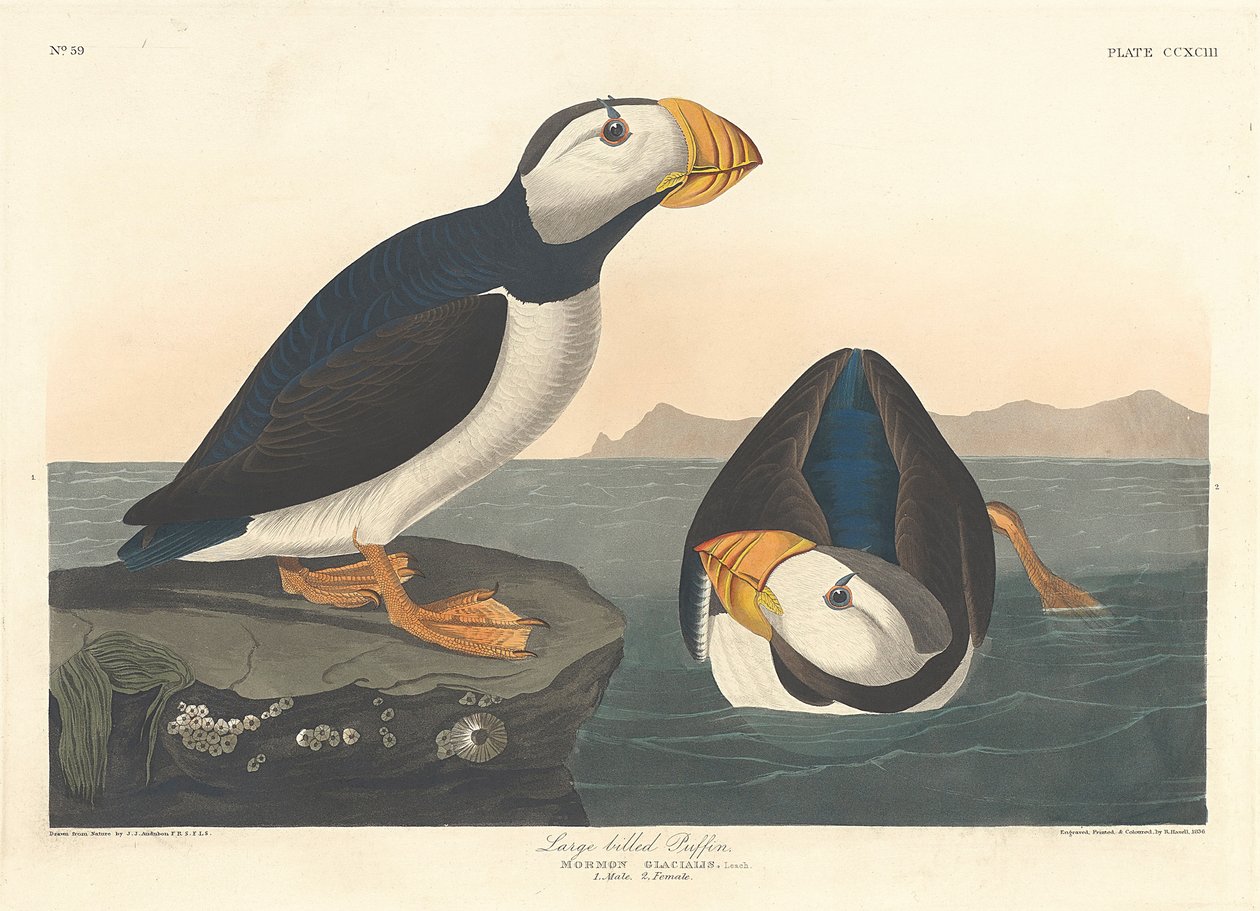 बड़े बिल वाले पफिन, 1836 द्वारा जॉन जेम्स ऑडबोन