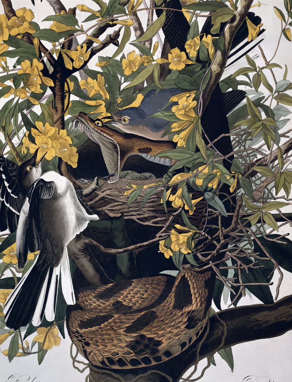 Mocking Birds और Rattlesnake, अमेरिका के पक्षी, रॉबर्ट Havell 1793-1878 द्वारा उत्कीर्ण 195125 के रंग पर द्वारा जॉन जेम्स ऑडबोन