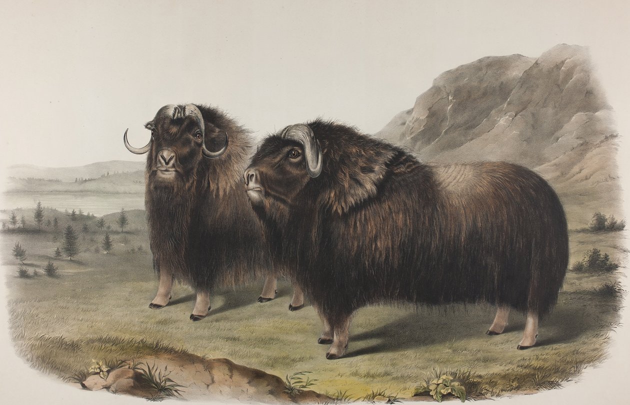 प्लेट 111. ओविबस मोस्कैटस, जीमेल। कस्तूरी ऑक्स, 1848 (हाथ से रंगीन और रंगीन प्रिंट वाले लिथो पर पोंछे कागज) द्वारा जॉन जेम्स ऑडबोन