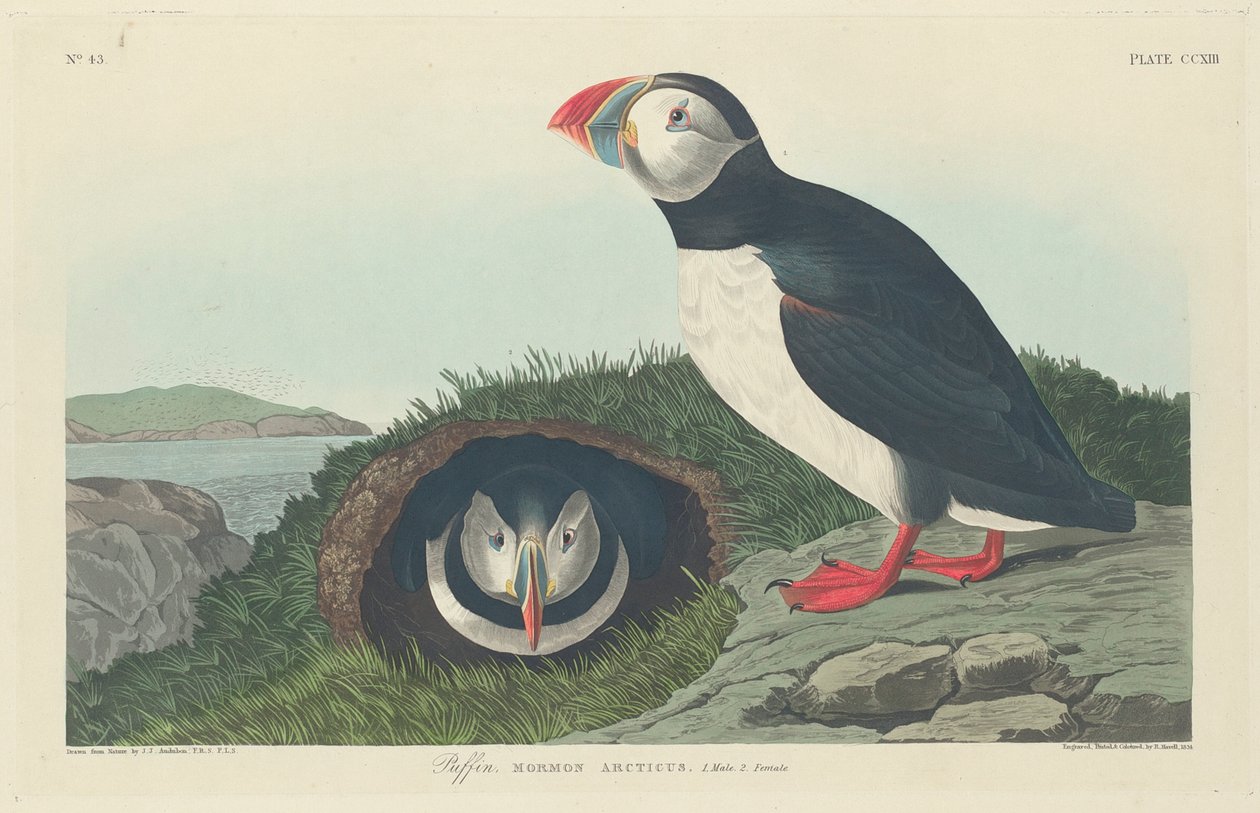 पफिन, 1834 द्वारा जॉन जेम्स ऑडबोन