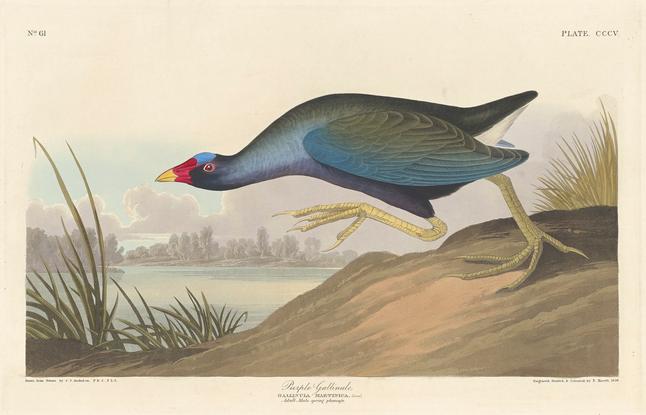 बैंगनी गैलिन्यूल, 1836 द्वारा जॉन जेम्स ऑडबोन