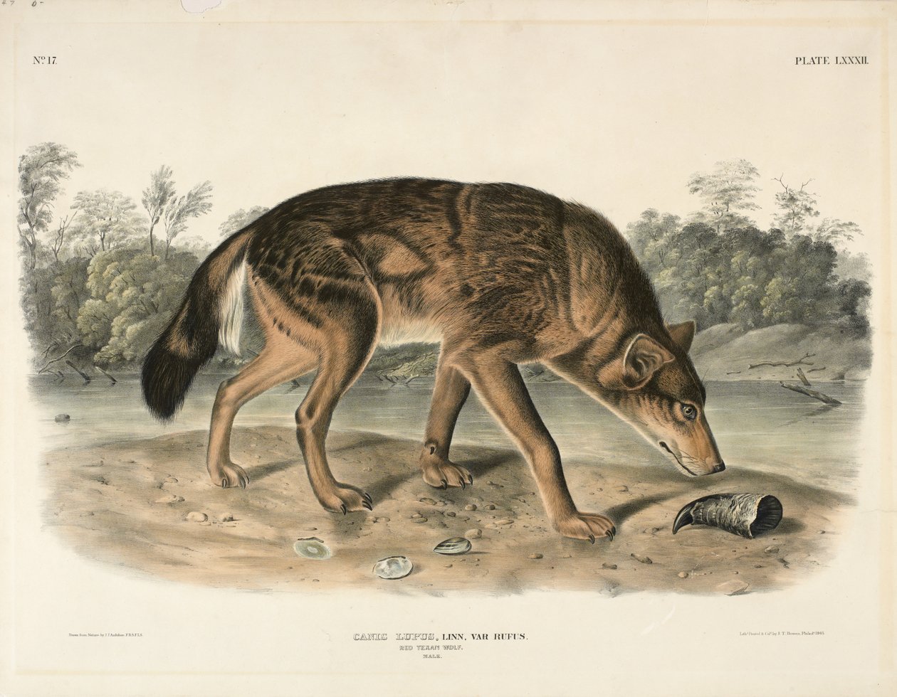 रेड टेक्सन वुल्फ (कैनिस लुपस), 1845 (हाथ से रंगा लिथोग्राफ) द्वारा जॉन जेम्स ऑडबोन