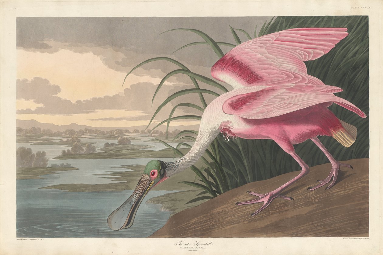 रोजेटे स्पूनबिल, 1836 द्वारा जॉन जेम्स ऑडबोन