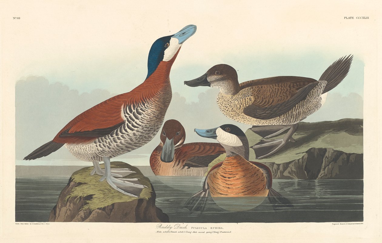 रूडी बतख, 1836 द्वारा जॉन जेम्स ऑडबोन