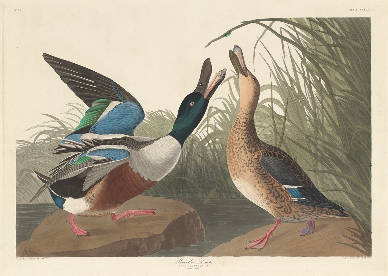 शॉवेलर डक, 1836 द्वारा जॉन जेम्स ऑडबोन