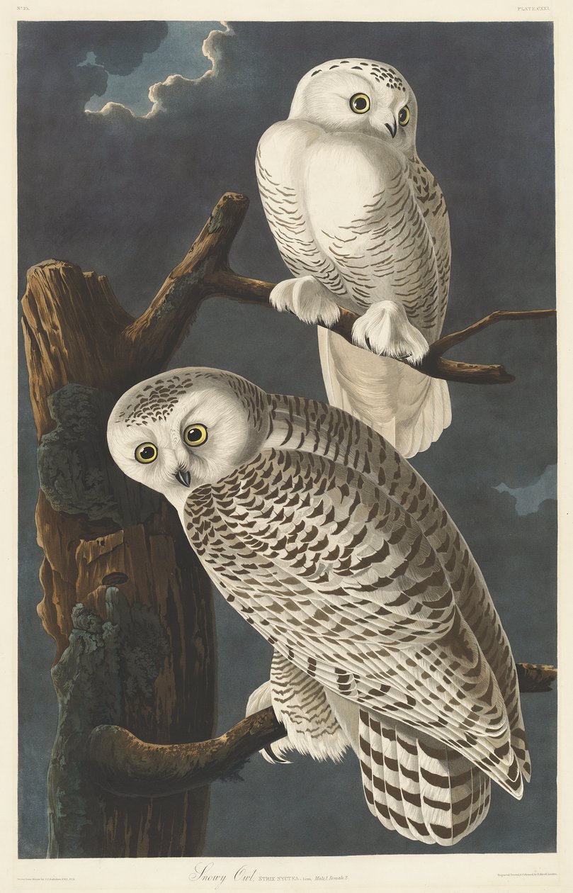 बर्फीला उल्लू, 1831 द्वारा जॉन जेम्स ऑडबोन