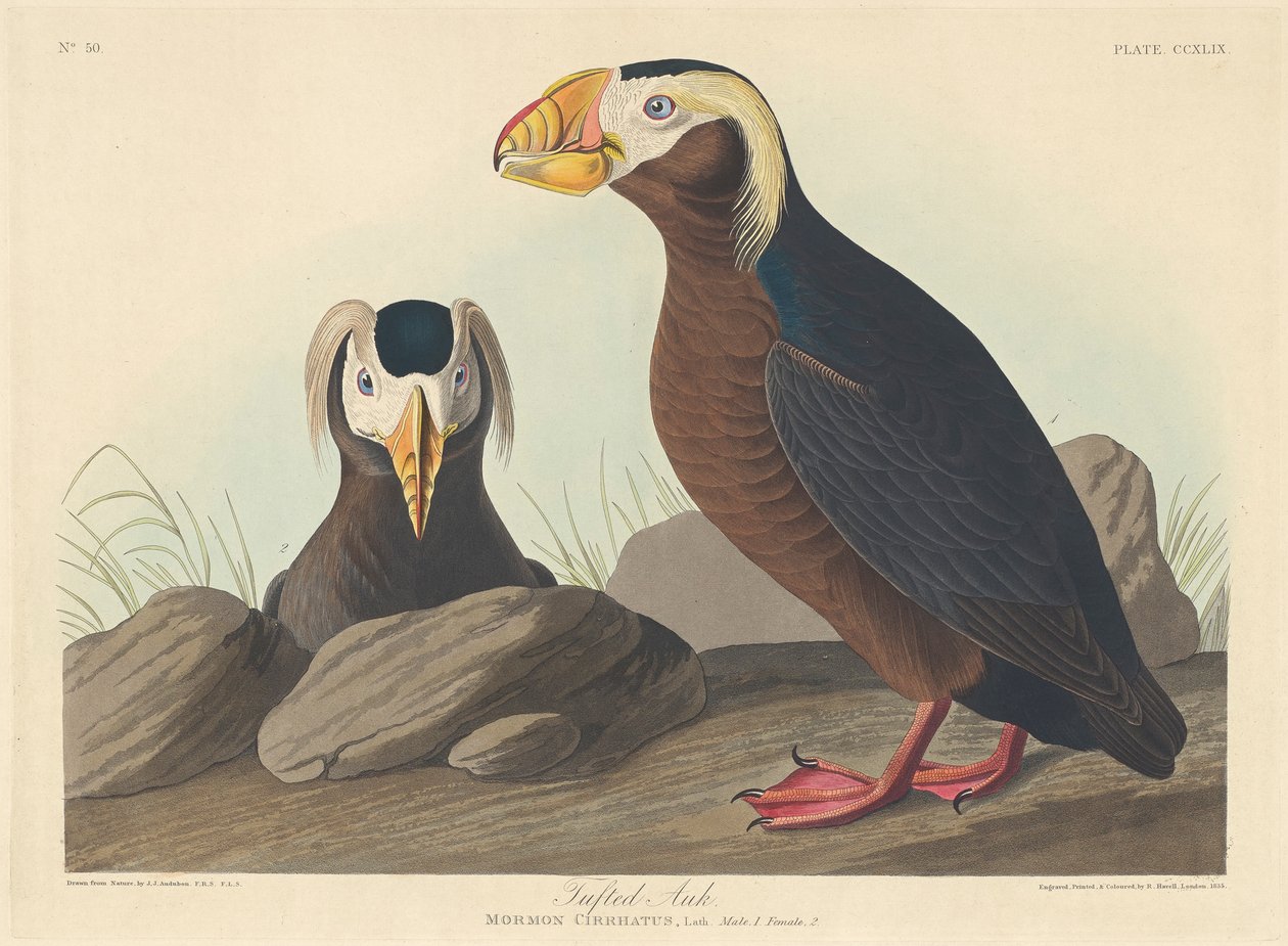 टफटेड औक, 1835 द्वारा जॉन जेम्स ऑडबोन