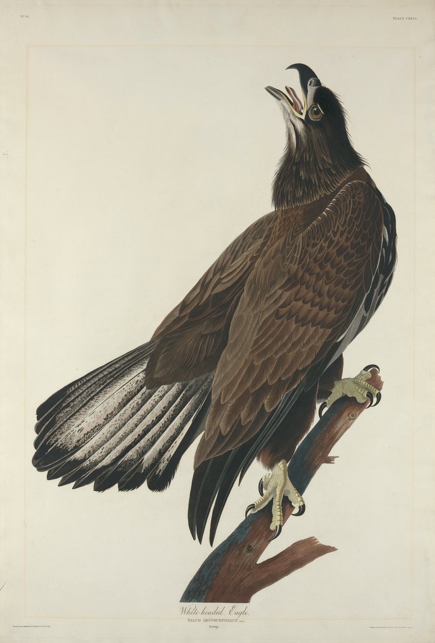 व्हाइट-हेडेड ईगल, 1832 द्वारा जॉन जेम्स ऑडबोन