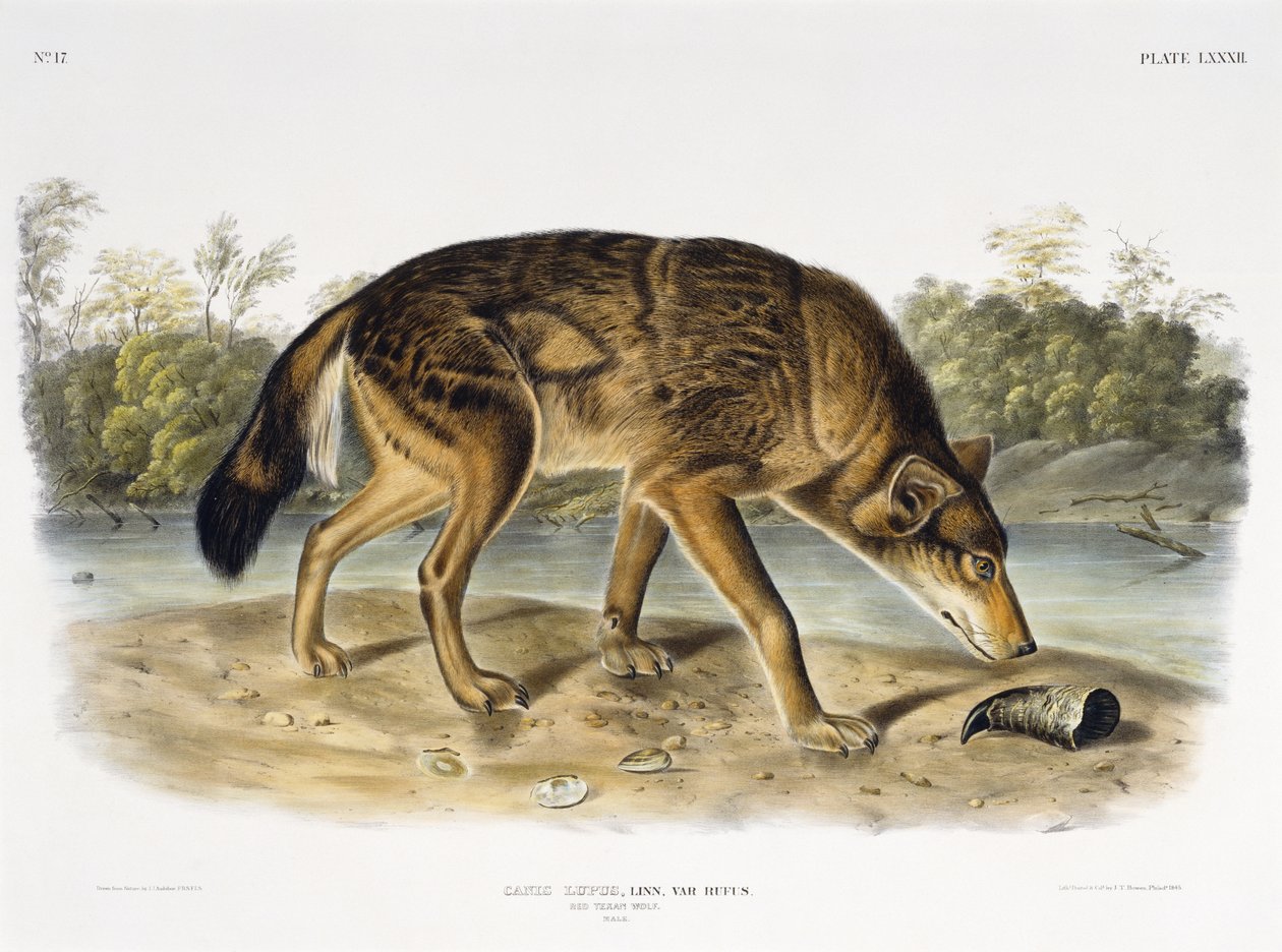 रेड टेक्सन वुल्फ, 1845 (हाथ से रंग का लिथोग्राफ) द्वारा Audubon के बाद जॉन जेम्स