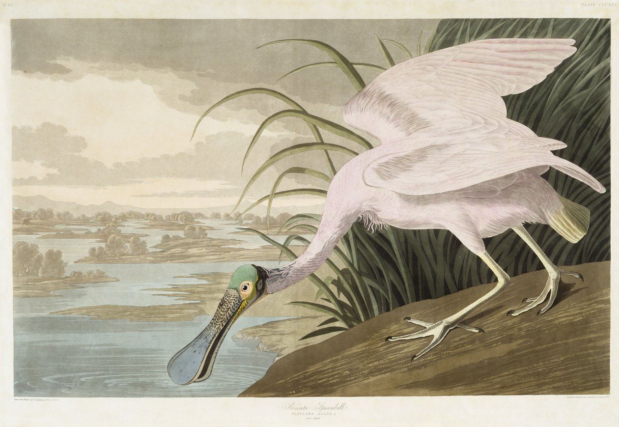 रोज़ेटे स्पूनबिल, 1836 (हाथ के कागज पर हाथ के रंग का एक्वाटिंट) द्वारा Audubon के बाद जॉन जेम्स