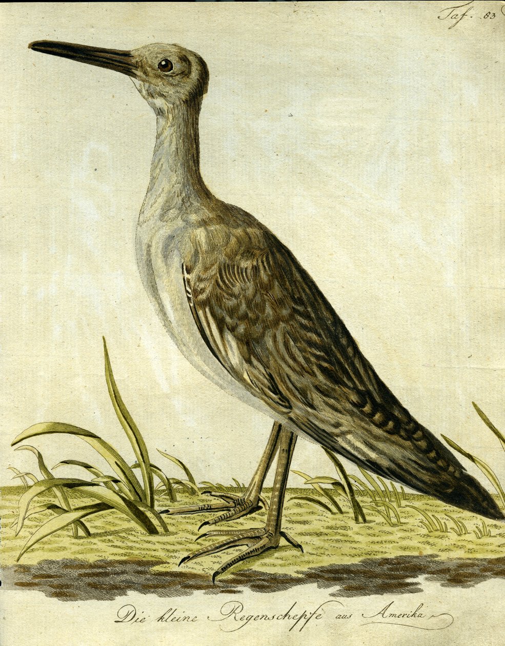 स्मॉल अमेरिकन स्निप, 1793 (हैंडकॉर्प्ड एनग्रेविंग) द्वारा जॉन लैथम