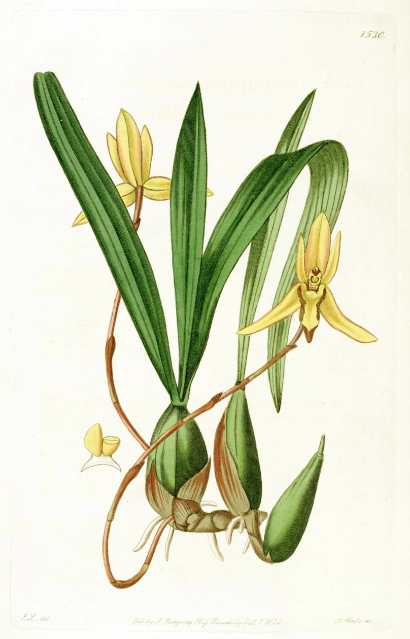 Brasiliorchis मार्जिन (syn। डार्लिंग marginatus) द्वारा जॉन लिंडले