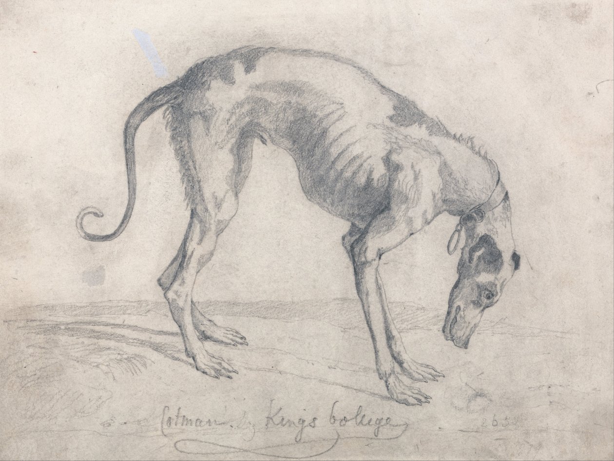 एक भूखा ग्रेहाउंड द्वारा जॉन बेच Cotman