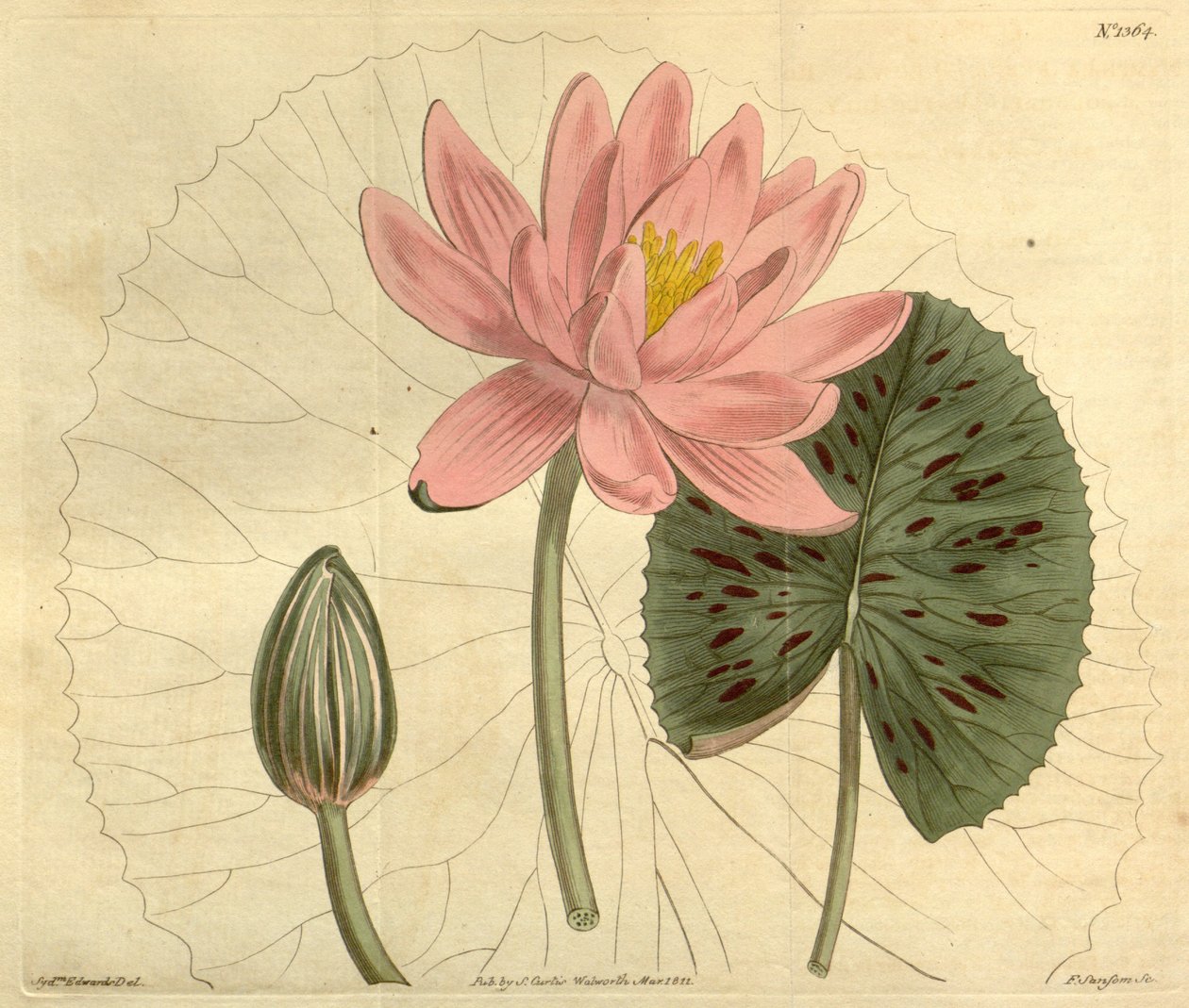 Nymphaea pubescens द्वारा जॉन सिम्स