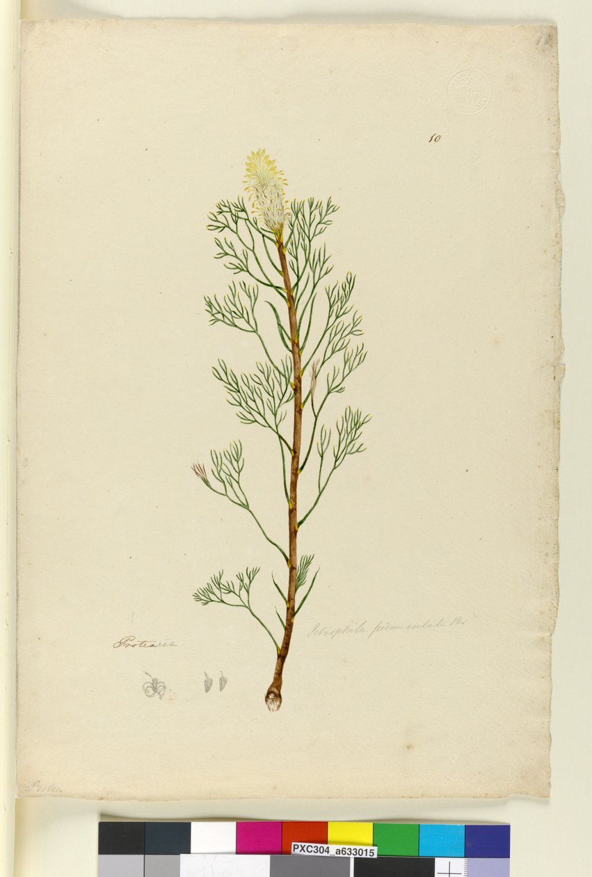पृष्ठ 10. पेट्रोफाइल पीडुंकलता, c.1803-06 (wc, pen, स्याही और पेंसिल) द्वारा जॉन विलियम लेविन