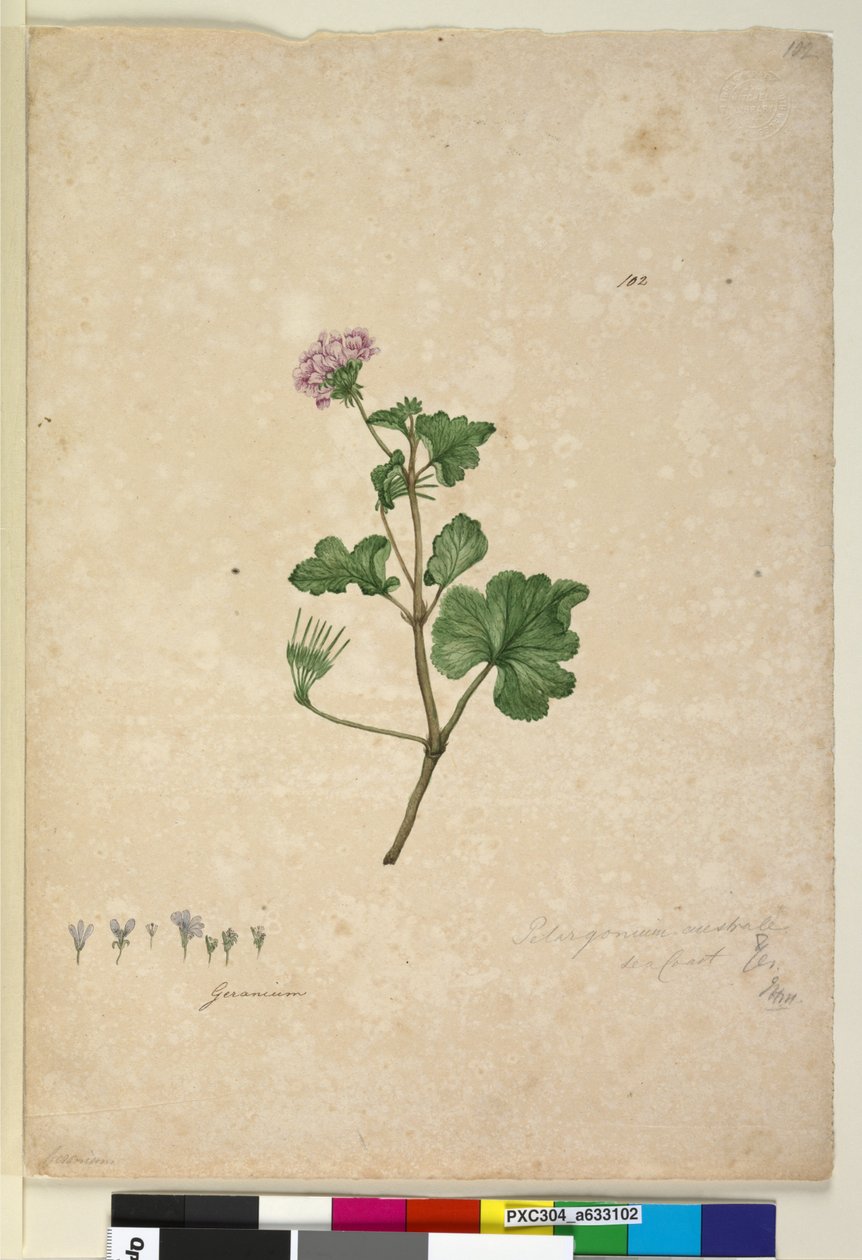 पृष्ठ 102. पेलार्गोनियम ऑसेनेल, c.1803-06 (wc, pen, ink and pencil) द्वारा जॉन विलियम लेविन