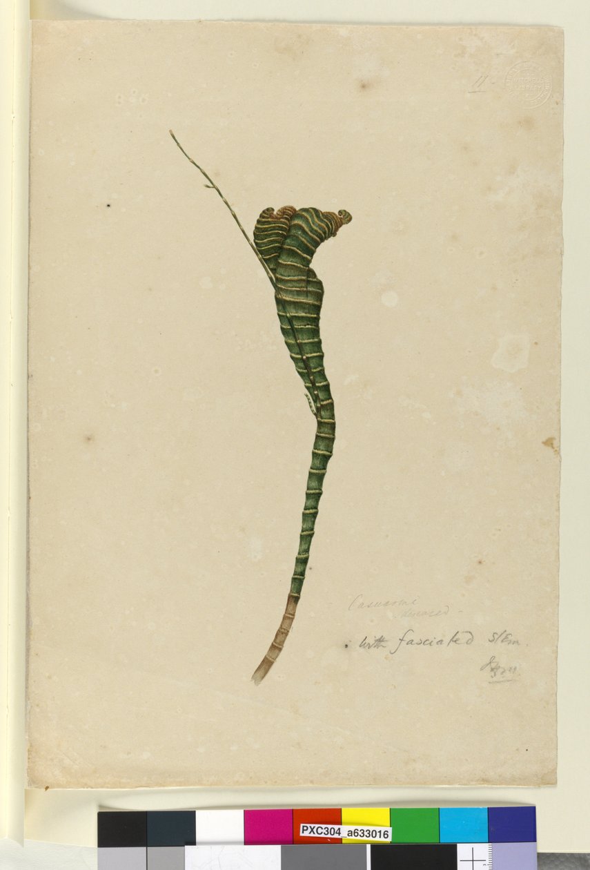 पृष्ठ 11. कैसुरीना, c.1803-06 (wc, pen, ink and pencil) द्वारा जॉन विलियम लेविन