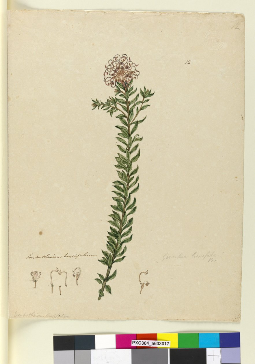 पृष्ठ 12. ग्रीविलिया बुक्सिफोलिया, c.1803-06 (wc, pen, स्याही और पेंसिल) द्वारा जॉन विलियम लेविन