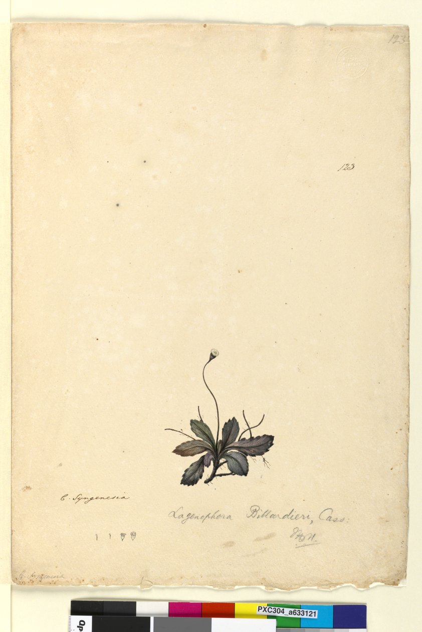 पृष्ठ 123. लागेनोफोरा बिलार्डिएरीलेगेनफोरा ग्रेसीलिस, c.1803-06 (डब्ल्यूसी, कलम, स्याही और पेंसिल) द्वारा जॉन विलियम लेविन