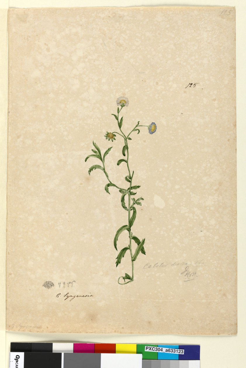 पृष्ठ 125. कैलोटिस डेंटेक्स, c.1803-06 (डब्ल्यूसी, पेन, स्याही और पेंसिल) द्वारा जॉन विलियम लेविन