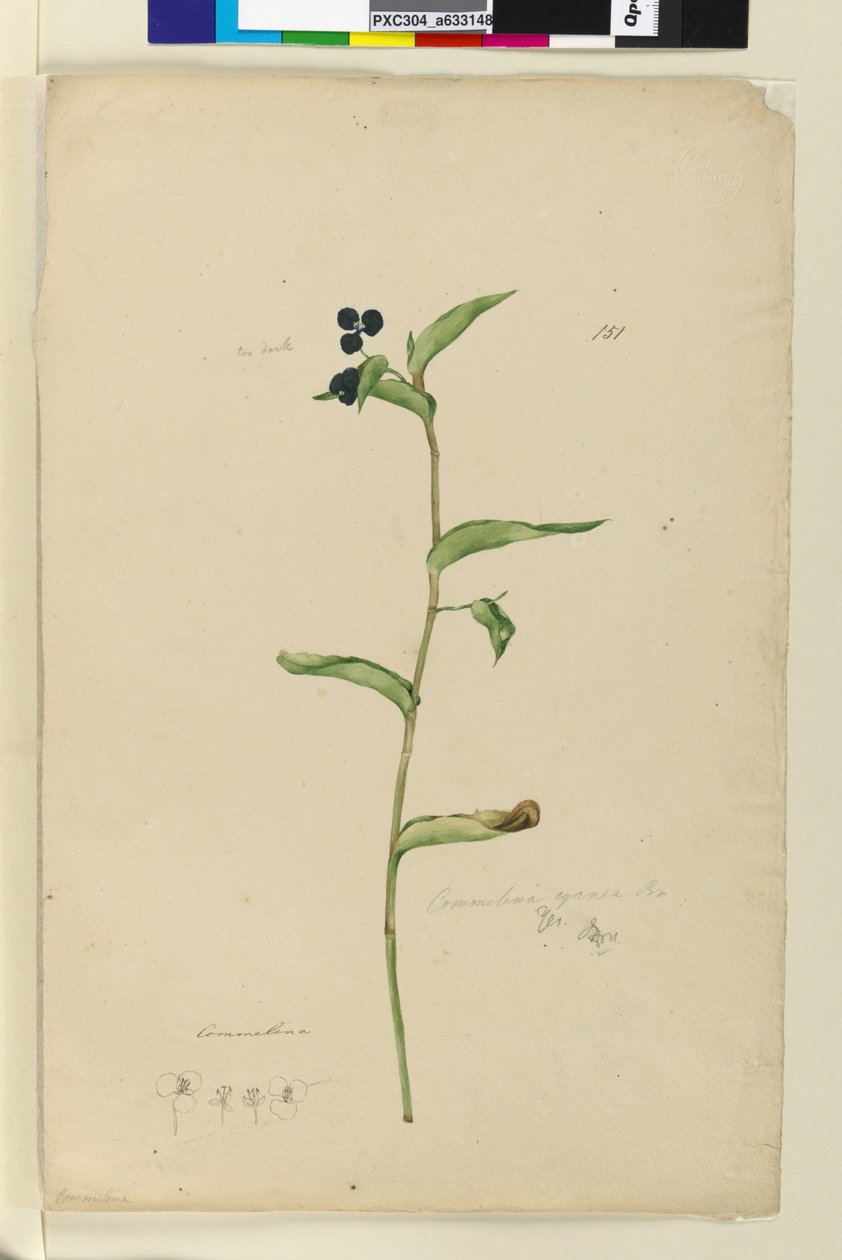 पृष्ठ 151. कमेलीना साइनाइ, c.1803-06 (wc, पेन, स्याही और पेंसिल) द्वारा जॉन विलियम लेविन