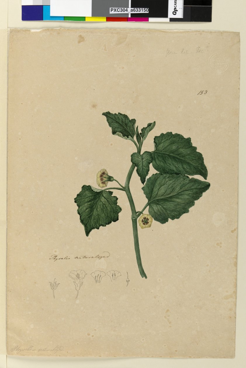 पृष्ठ 153. शारीरिक रूप से प्राकृतिक, c.1803-06 (wc, pen, ink and pencil) द्वारा जॉन विलियम लेविन