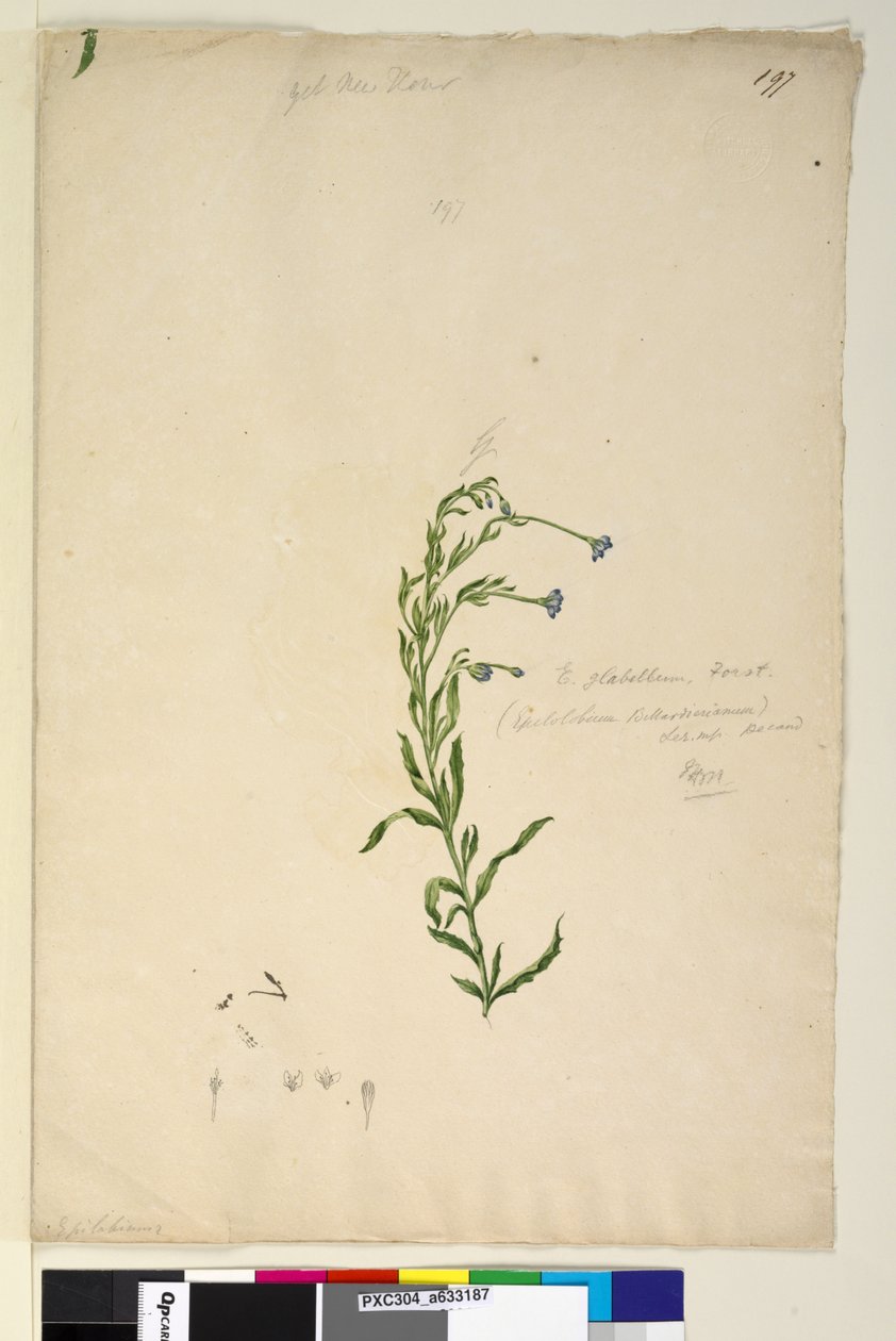 पृष्ठ 197. एपिलोबियम ग्लोबेलम, c.1803-06 (wc, pen, ink and pencil) द्वारा जॉन विलियम लेविन