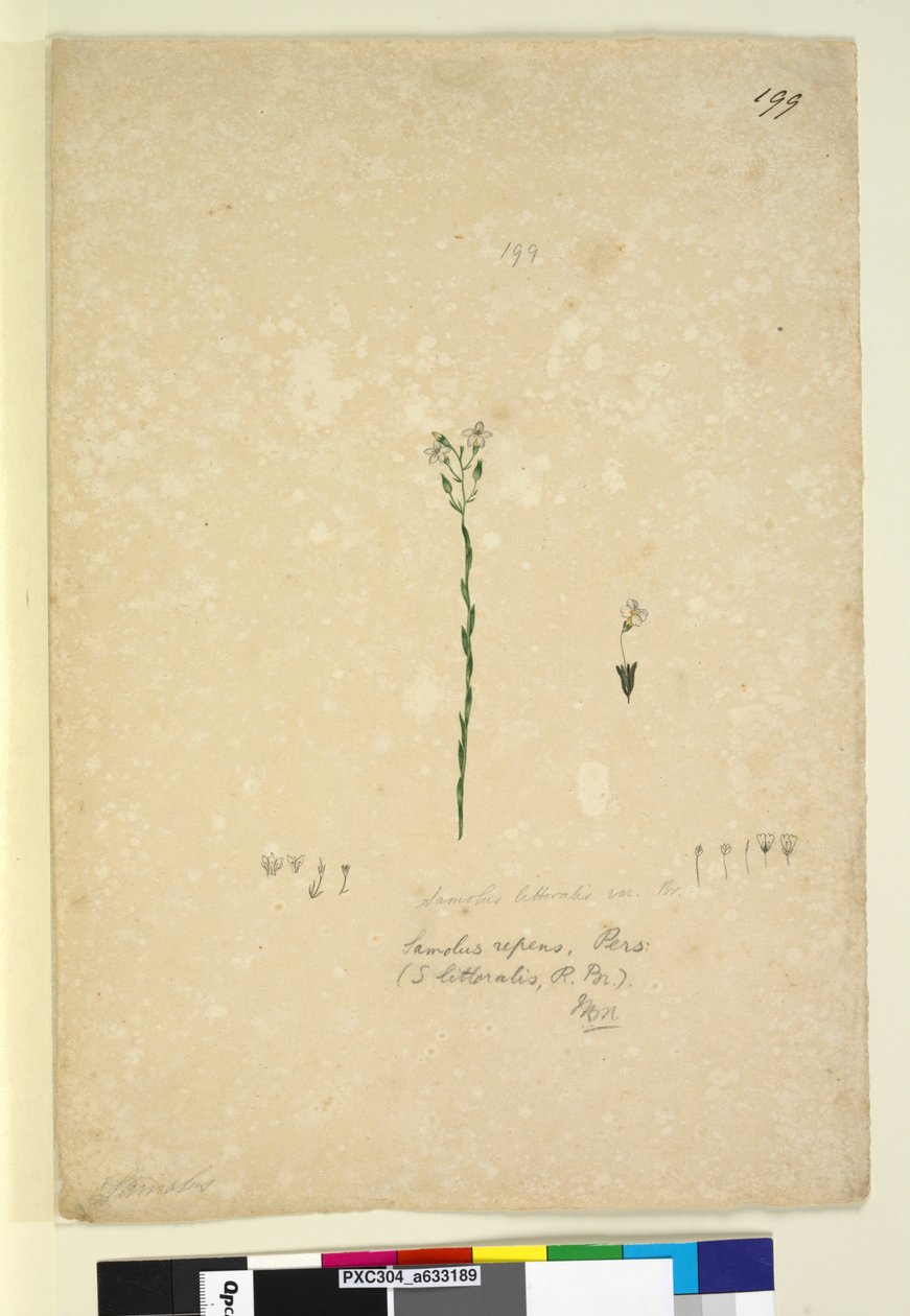 पृष्ठ 199. सैमोलस रेपेन्स, c.1803-06 (wc, pen, ink and pencil) द्वारा जॉन विलियम लेविन