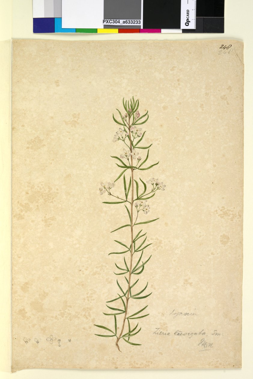 पृष्ठ 248. जिएरिया लाएविगाटा, c.1803-06 (wc, pen, ink and pencil) द्वारा जॉन विलियम लेविन