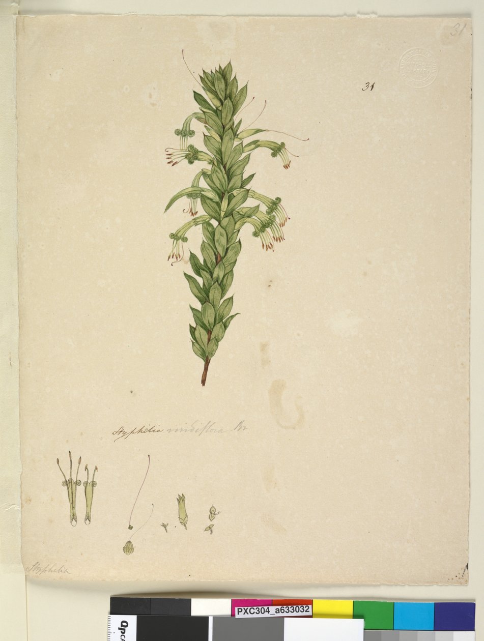 पृष्ठ 31. स्टेफेलिया विरिडीफ्लोरा, c.1803-06 (डब्ल्यूसी, पेन, स्याही और पेंसिल) द्वारा जॉन विलियम लेविन