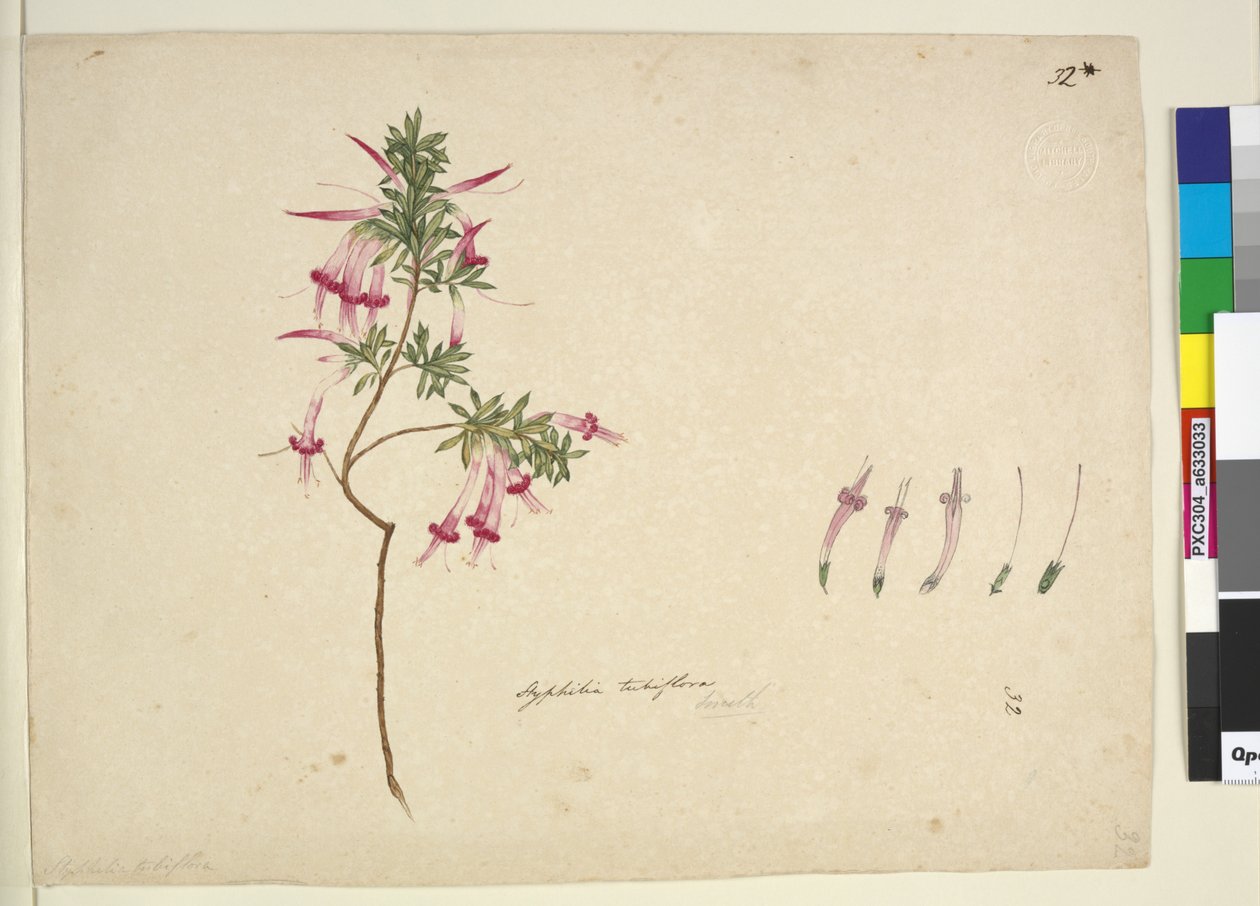 पृष्ठ 32. स्टेफेलिया ट्यूबिफ्लोरा, c.1803-06 (डब्ल्यूसी, कलम, स्याही और पेंसिल) द्वारा जॉन विलियम लेविन