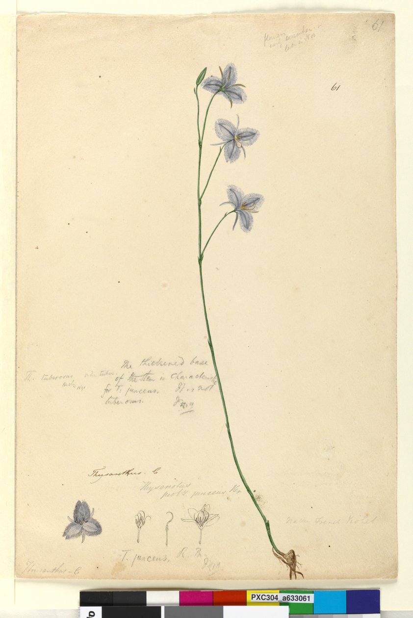 पृष्ठ 61. थायसनोटस, c.1803-06 (डब्ल्यूसी, कलम, स्याही और पेंसिल) द्वारा जॉन विलियम लेविन