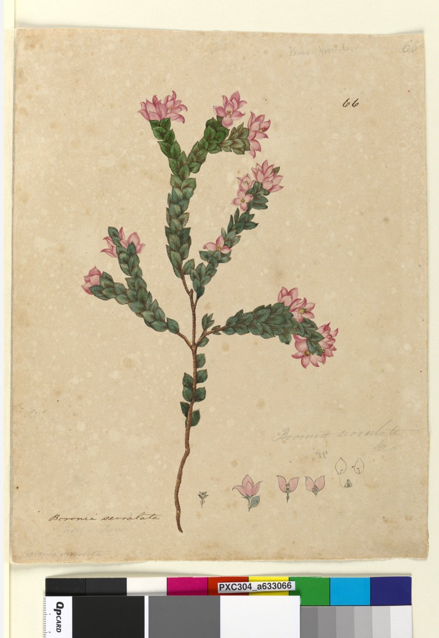 पृष्ठ 66. बोरोनिया सेरुलता, c.1803-06 (wc, pen, स्याही और पेंसिल) द्वारा जॉन विलियम लेविन