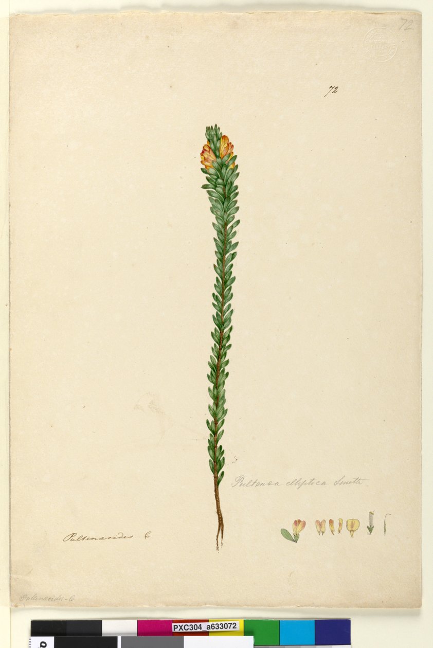 पृष्ठ 72. पुल्टेनिया एलिप्टिका, c.1803-06 (wc, pen, ink and pencil) द्वारा जॉन विलियम लेविन