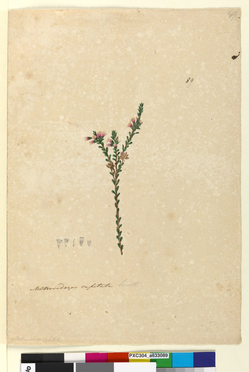 पृष्ठ 89. मेट्रोसाइडरोस कैपिटाटा, c.1803-06 (wc, pen, ink and pencil) द्वारा जॉन विलियम लेविन