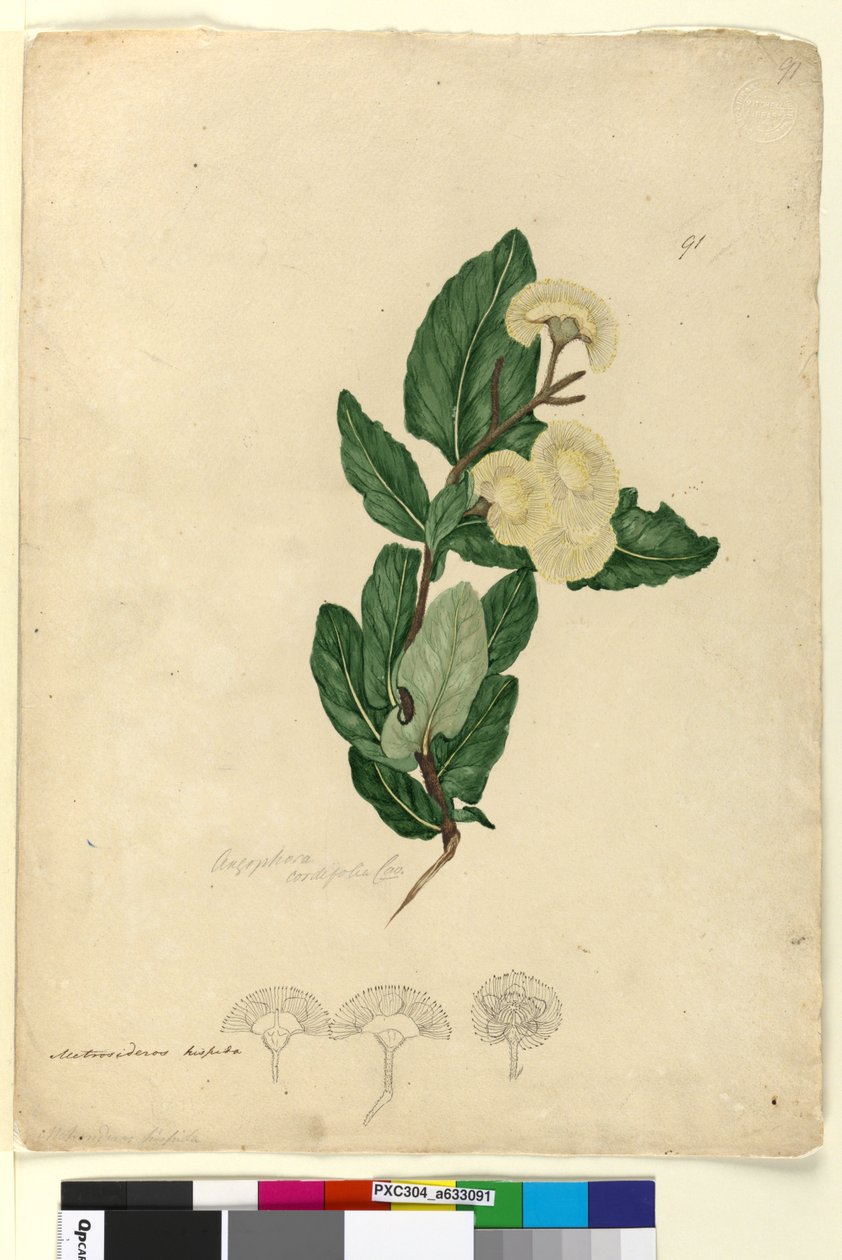पृष्ठ 91. अंगोफोरा कॉर्डिफोलिया, c.1803-06 (wc, pen, ink and pencil) द्वारा जॉन विलियम लेविन