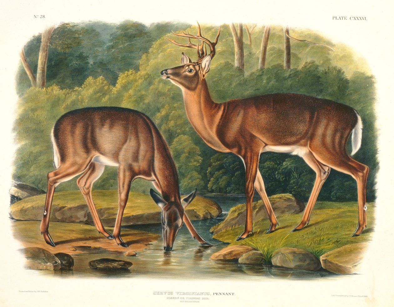 Cervus Virginianus (कॉमन या वर्जिनियन डीयर), &39;टी ऑफ नॉर्थ अमेरिका&39; से प्लेट 136, जॉन टी। बोवेन (1801-c.1856) द्वारा उत्कीर्ण, 1848 द्वारा जॉन वुडहाउस ऑडबोन