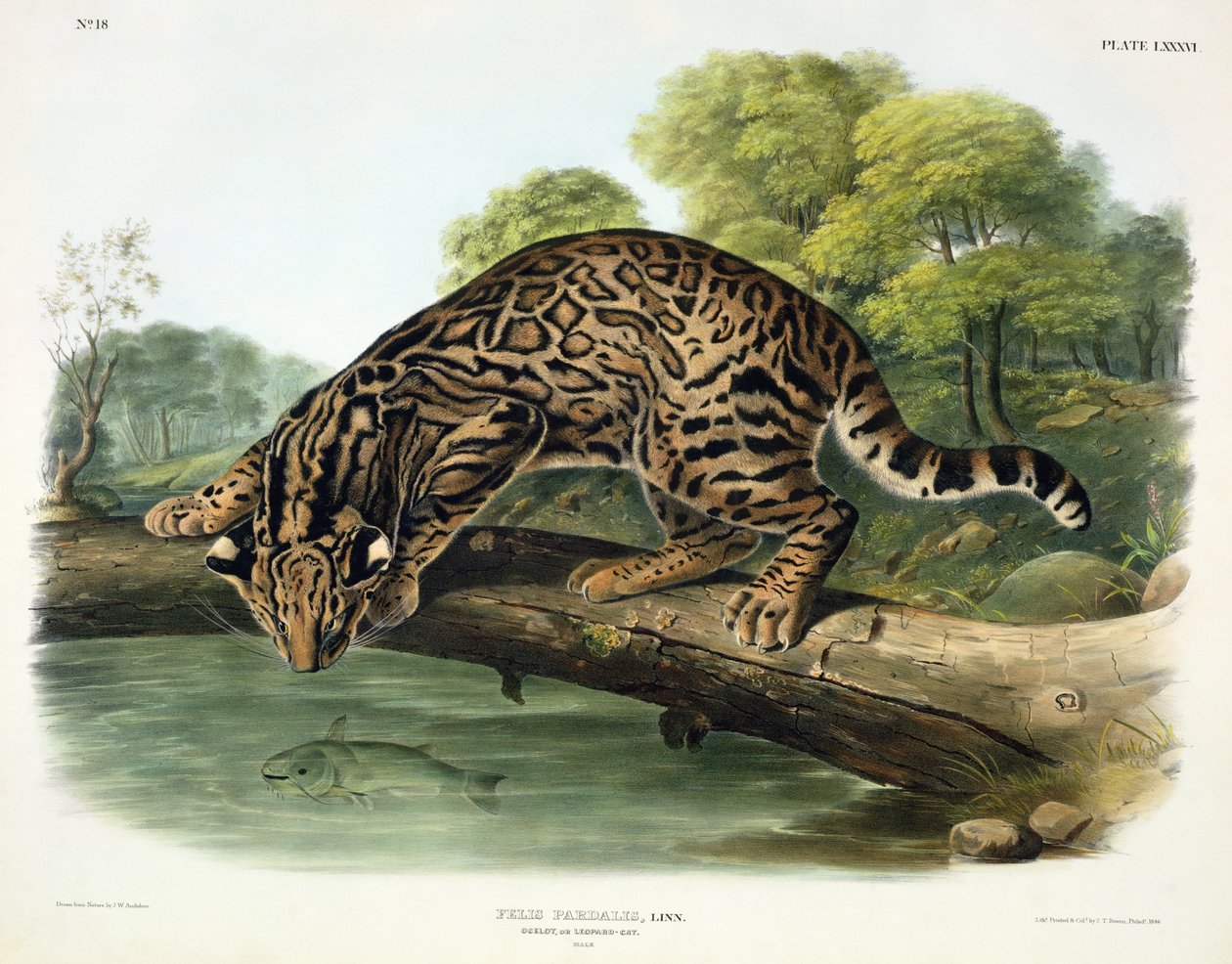 जॉन टी। बोवेन (1801-c.1856), 1846 द्वारा उत्कीर्ण &39;उत्तरी अमेरिका के चौगुनी&39; से फेलिस पर्डलिस (ओसेलोट या तेंदुए-बिल्ली) द्वारा जॉन वुडहाउस ऑडबोन