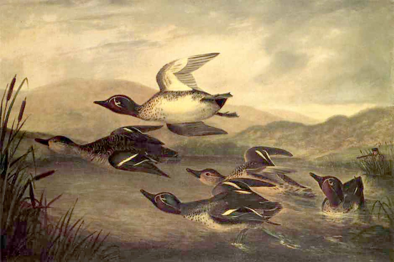 वाइल्ड डक राइजिंग, 1840 द्वारा जॉन वुडहाउस ऑडबोन