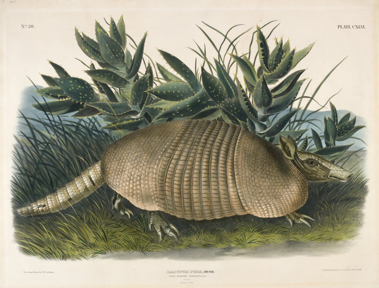 नाइन-बैंडेड आर्मडिलो (दासिपस पेबा), 1848 (हाथ से रंग का लिथोग्राफ) द्वारा ऑडबोन के बाद जॉन वुडहाउस