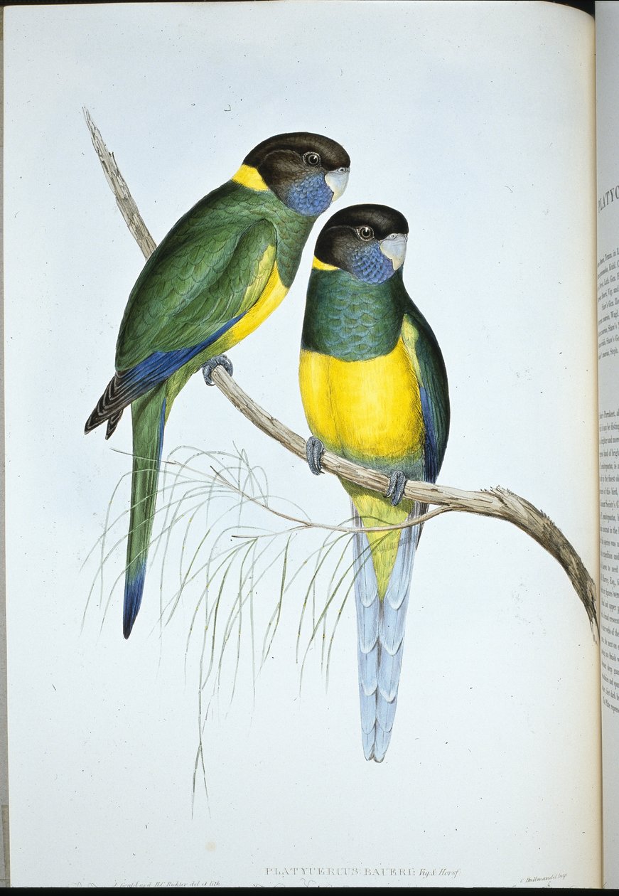 Bauer's Parakeet (Platycercus Baueri) (हाथ के रंग का लिथो) द्वारा जॉन (बाद में) गोल्ड