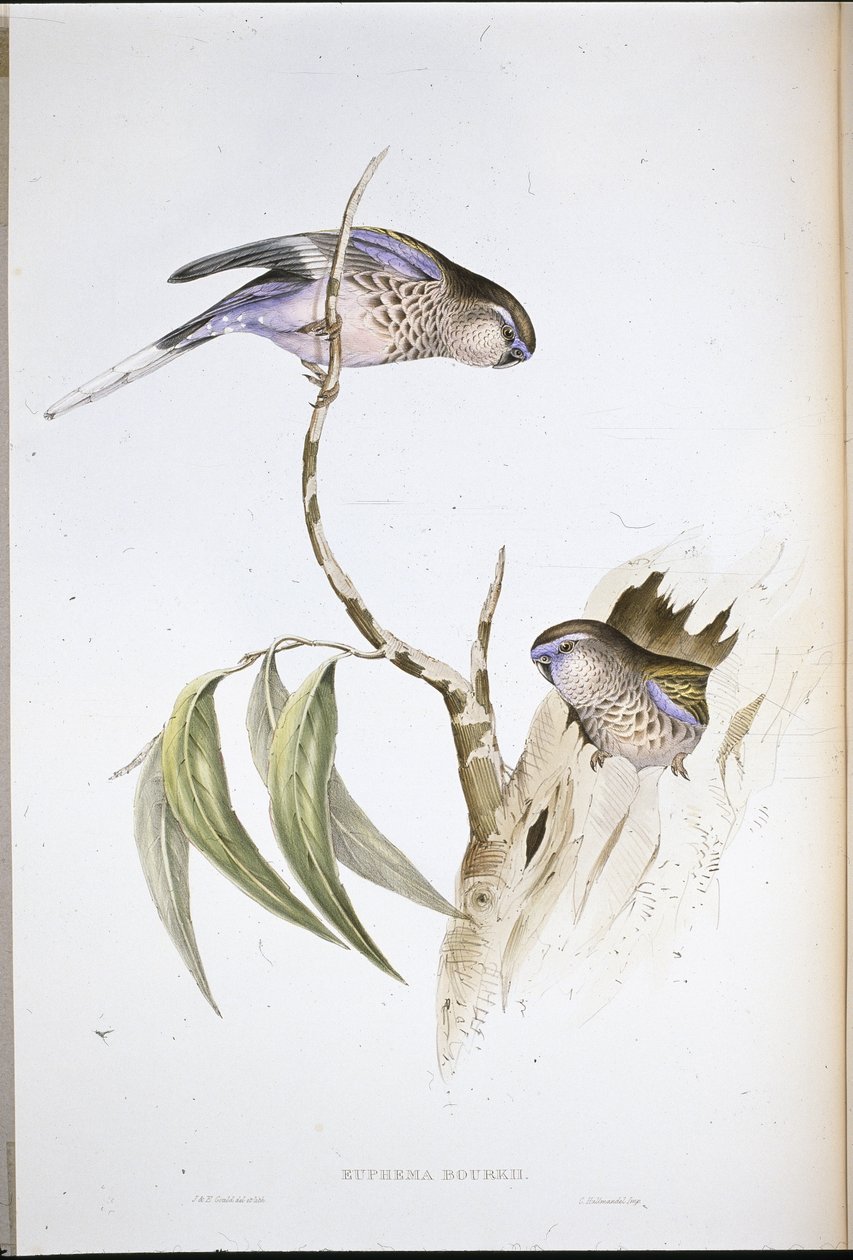 Bourke's घास Parakeet (Euphema Bourkii ) (हाथ के रंग का लिथो) द्वारा जॉन (बाद में) गोल्ड