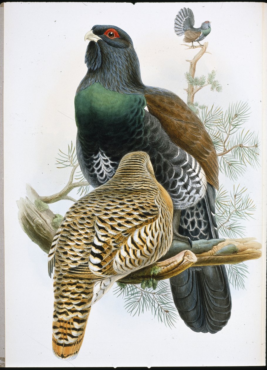 Capercailzie (Tetrao Urogallus) (हाथ के रंग का लिथो) द्वारा जॉन (बाद में) गोल्ड