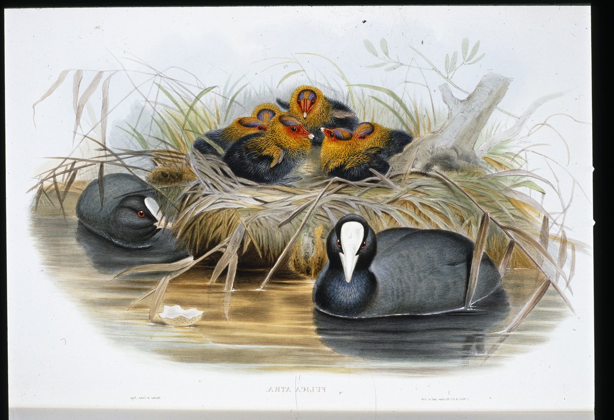 कूट (फुलिका अत्रा) (हाथ के रंग का लिथो) द्वारा जॉन (बाद में) गोल्ड