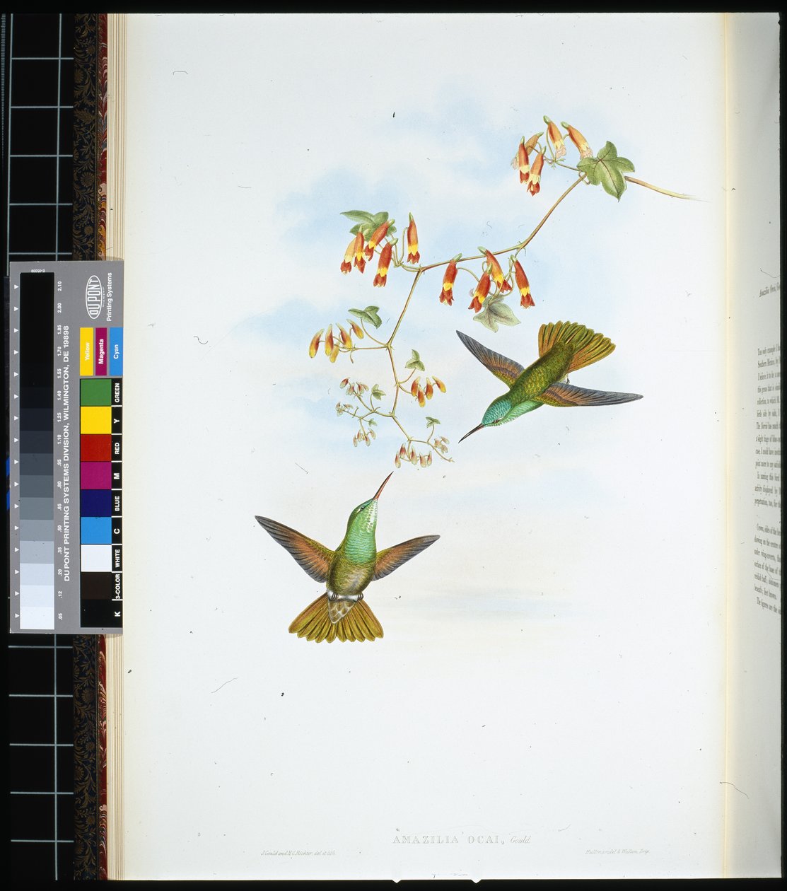 D'Oca's Amazilia (amazilia ocai) (हाथ के रंग के सदस्य) द्वारा जॉन (बाद में) गोल्ड