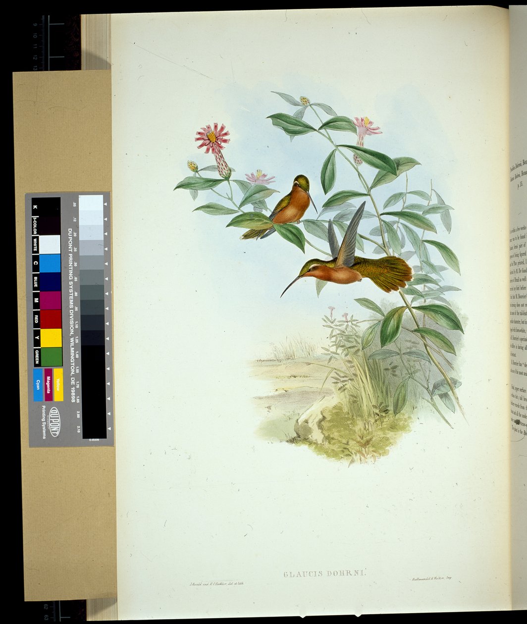 Dohrn's Hermit (ग्लॉकस दोहरनी) (हाथ के रंग का लिथो) द्वारा जॉन (बाद में) गोल्ड