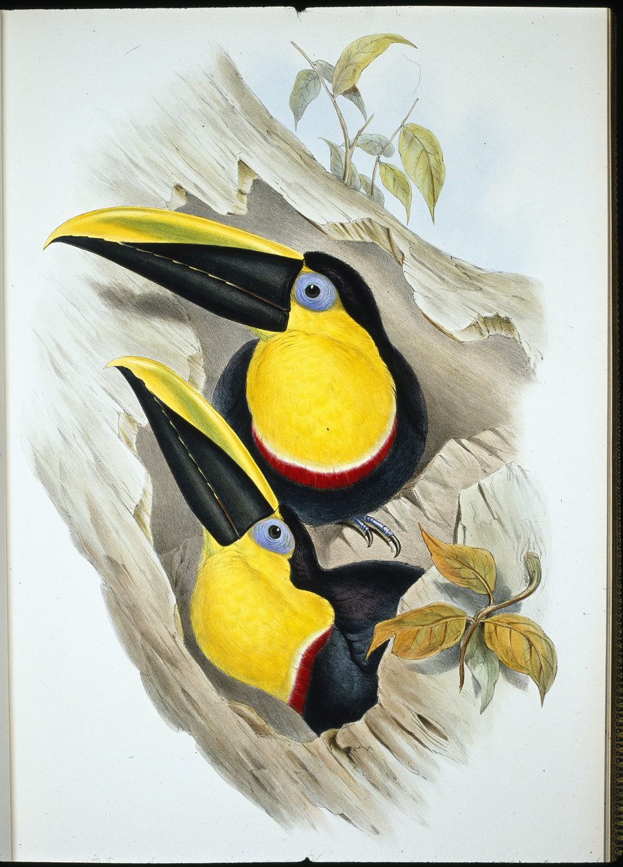 डाउटफुल टूकेन (रैम्फास्टोस एंबिगुस) (हाथ के रंग का लिथो) द्वारा जॉन (बाद में) गोल्ड