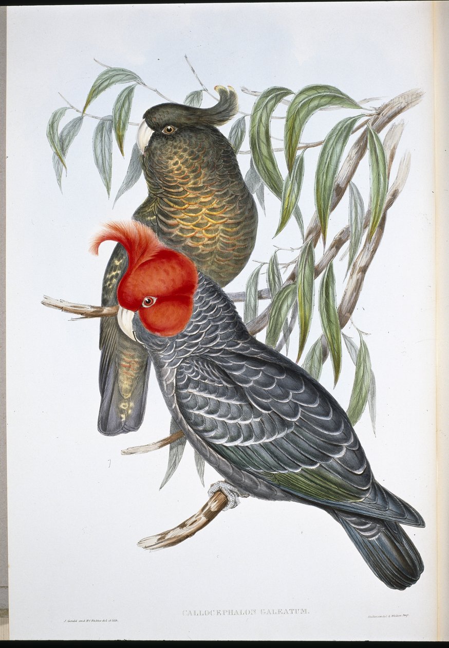 गैंग-गैंग कॉकटू (Callocephalon Galeatum) (हाथ के रंग का लिथो) द्वारा जॉन (बाद में) गोल्ड
