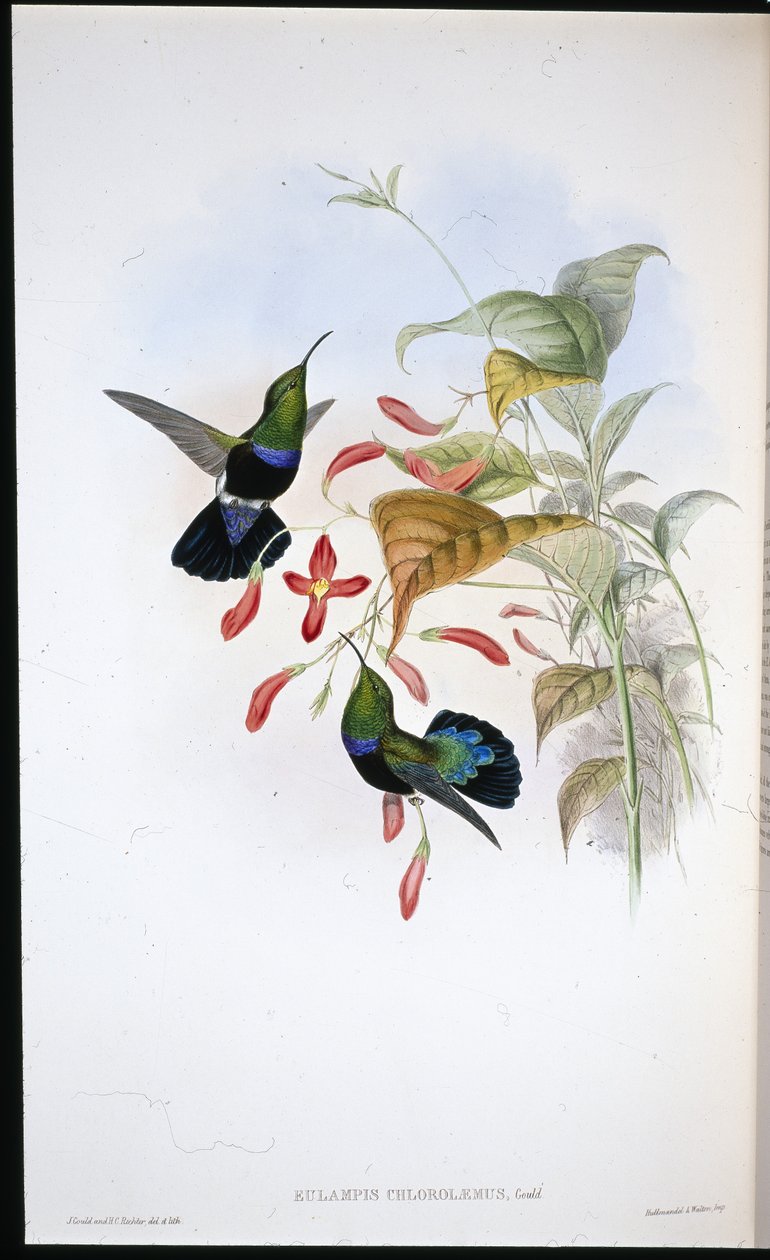 ग्रास-ग्रीन-ब्रेस्टेड कैरिब (Eulampis Chlorolaemus) (हाथ के रंग का लिथो) द्वारा जॉन (बाद में) गोल्ड