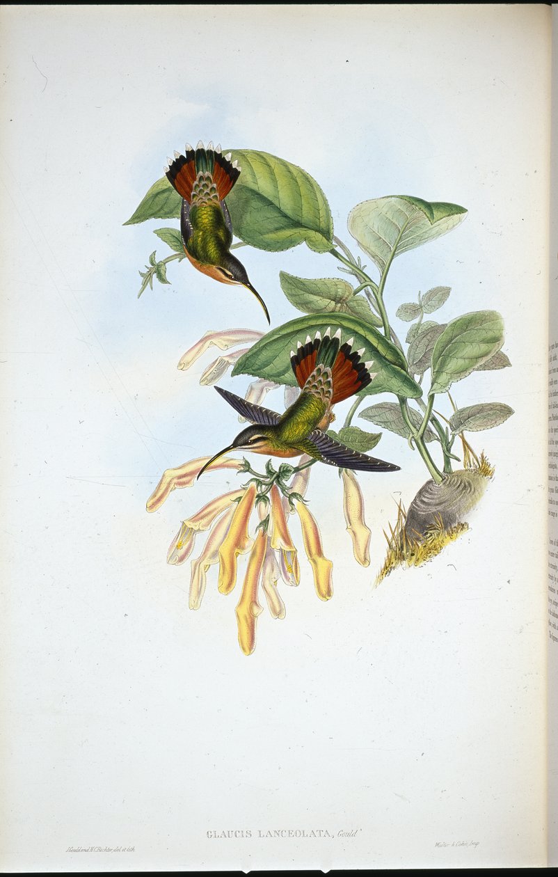 लैंसोलेट हर्मिट (ग्लॉसिस लांसोलाटा) (हाथ के रंग का लिथो) द्वारा जॉन (बाद में) गोल्ड